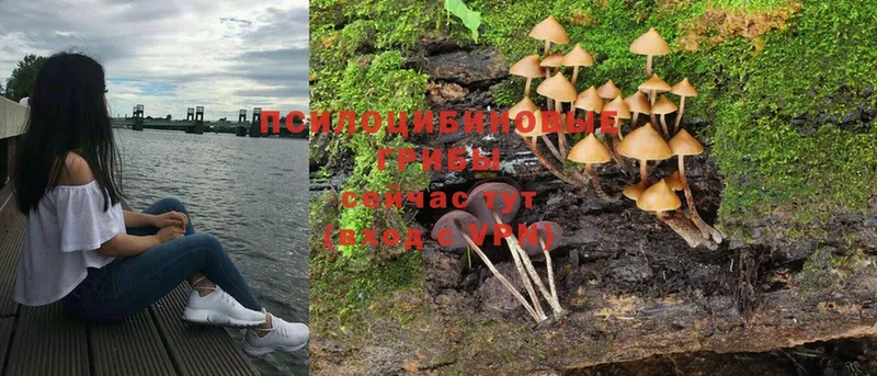 hydra ONION  где купить   Серов  Псилоцибиновые грибы MAGIC MUSHROOMS 